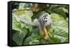 Squirrel Monkey-null-Framed Stretched Canvas