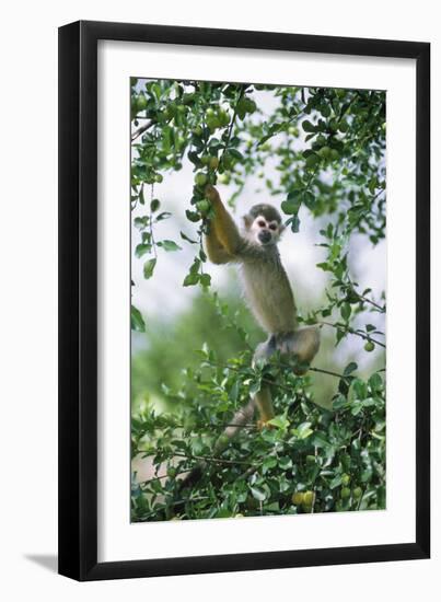 Squirrel Monkey-null-Framed Photographic Print