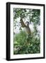 Squirrel Monkey-null-Framed Photographic Print