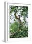 Squirrel Monkey-null-Framed Photographic Print