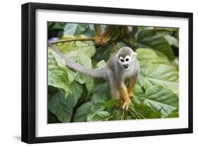 Squirrel Monkey-null-Framed Photographic Print