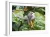 Squirrel Monkey-null-Framed Photographic Print