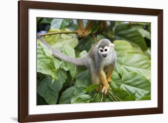 Squirrel Monkey-null-Framed Photographic Print