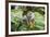 Squirrel Monkey-null-Framed Photographic Print