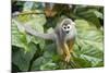 Squirrel Monkey-null-Mounted Photographic Print