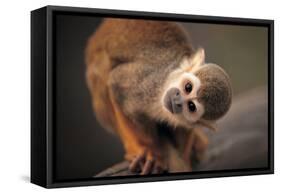 Squirrel Monkey-Lantern Press-Framed Stretched Canvas