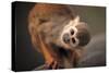 Squirrel Monkey-Lantern Press-Stretched Canvas