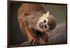 Squirrel Monkey-Lantern Press-Framed Art Print