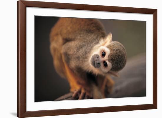 Squirrel Monkey-Lantern Press-Framed Premium Giclee Print