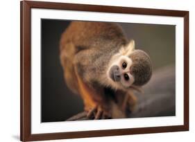 Squirrel Monkey-Lantern Press-Framed Premium Giclee Print