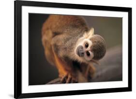 Squirrel Monkey-Lantern Press-Framed Premium Giclee Print