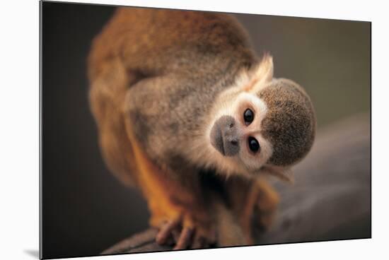 Squirrel Monkey-Lantern Press-Mounted Premium Giclee Print