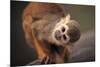 Squirrel Monkey-Lantern Press-Mounted Premium Giclee Print