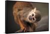Squirrel Monkey-Lantern Press-Framed Stretched Canvas