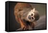 Squirrel Monkey-Lantern Press-Framed Stretched Canvas