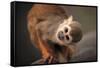 Squirrel Monkey-Lantern Press-Framed Stretched Canvas