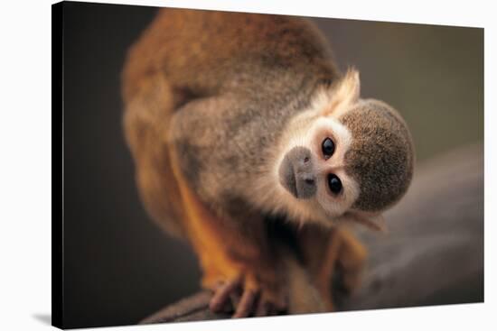 Squirrel Monkey-Lantern Press-Stretched Canvas