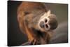 Squirrel Monkey-Lantern Press-Stretched Canvas