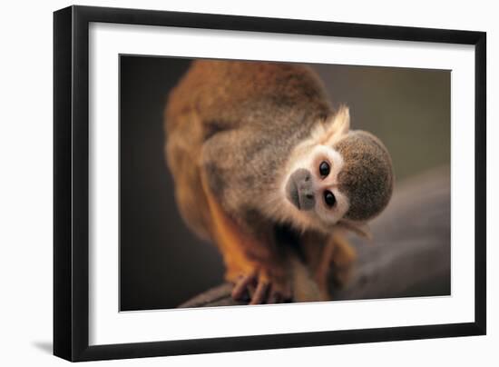 Squirrel Monkey-Lantern Press-Framed Art Print