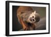 Squirrel Monkey-Lantern Press-Framed Art Print