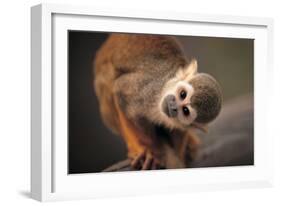 Squirrel Monkey-Lantern Press-Framed Art Print