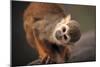 Squirrel Monkey-Lantern Press-Mounted Art Print