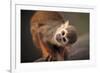 Squirrel Monkey-Lantern Press-Framed Art Print