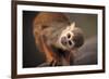 Squirrel Monkey-Lantern Press-Framed Art Print