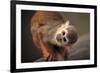 Squirrel Monkey-Lantern Press-Framed Art Print