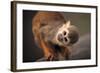 Squirrel Monkey-Lantern Press-Framed Art Print