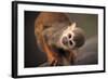 Squirrel Monkey-Lantern Press-Framed Art Print