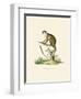 Squirrel Monkey-null-Framed Giclee Print