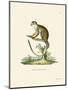 Squirrel Monkey-null-Mounted Giclee Print