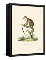 Squirrel Monkey-null-Framed Stretched Canvas