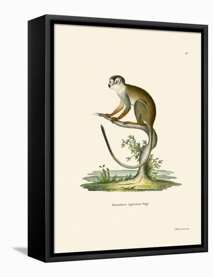 Squirrel Monkey-null-Framed Stretched Canvas