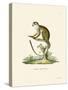 Squirrel Monkey-null-Stretched Canvas