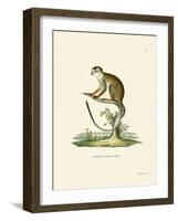 Squirrel Monkey-null-Framed Giclee Print