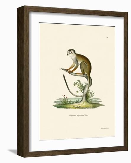 Squirrel Monkey-null-Framed Giclee Print