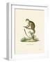 Squirrel Monkey-null-Framed Giclee Print