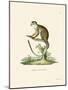 Squirrel Monkey-null-Mounted Giclee Print