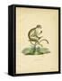 Squirrel Monkey-null-Framed Stretched Canvas