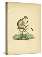 Squirrel Monkey-null-Stretched Canvas