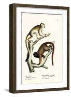 Squirrel Monkeys, 1824-Karl Joseph Brodtmann-Framed Giclee Print