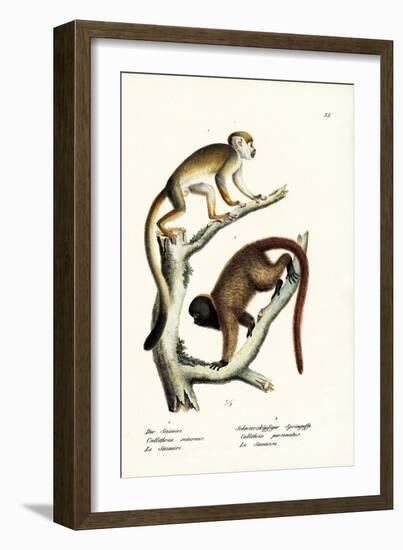 Squirrel Monkeys, 1824-Karl Joseph Brodtmann-Framed Giclee Print