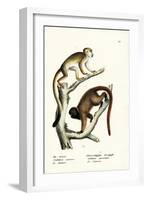 Squirrel Monkeys, 1824-Karl Joseph Brodtmann-Framed Giclee Print