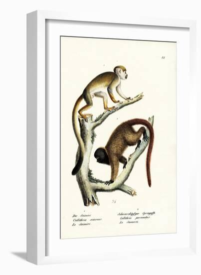 Squirrel Monkeys, 1824-Karl Joseph Brodtmann-Framed Giclee Print