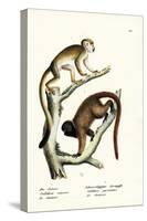 Squirrel Monkeys, 1824-Karl Joseph Brodtmann-Stretched Canvas