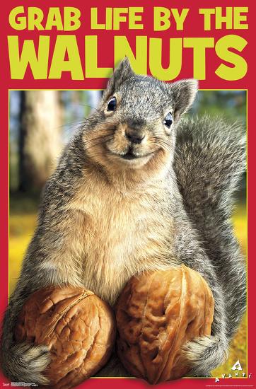 SQUIRREL NUTS-null-Lamina Framed Poster