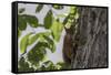 Squirrel on Walnut-Niki Haselwanter-Framed Stretched Canvas