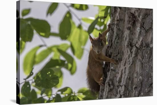 Squirrel on Walnut-Niki Haselwanter-Stretched Canvas